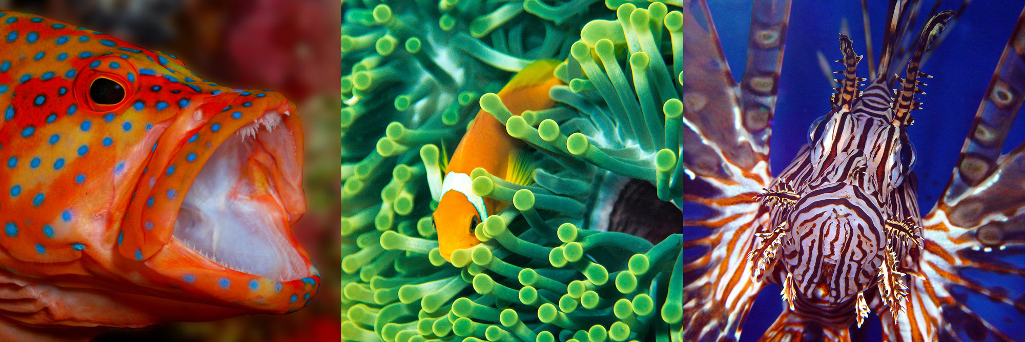 Florida Keys Strawberry Grouper, Clown and Lion Fish