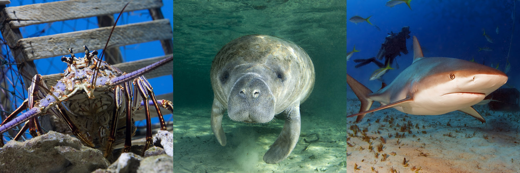 Florida Keys Lobster, Manatee and Shark